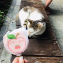 사랑애약국 이미지