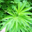 대마 - 안산시 단원구 광덕대로 194 | 대마