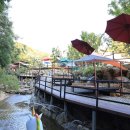 초리 포레스트 이미지