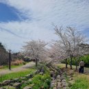 시냇물공원 | 3월 제주도 벚꽃 명소,1년 살며 찾아낸 서귀포 중문 '예래생태공원' 산책 코스