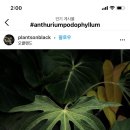 포도룸