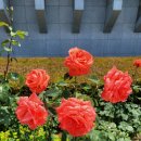 At Eternity Gate | 이다 이모 다니는 교회를 찾아서