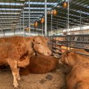 어등농장 이미지