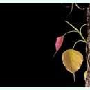 비자사랑행정사사무소 이미지