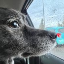 호운 | 강화 애견카페 호운아 후기 | 대형견·소형견 분리 운동장 + 바베큐존 있는 곳