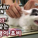 서서울동물병원 이미지