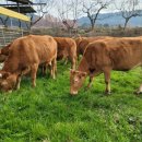 녹색농장 이미지