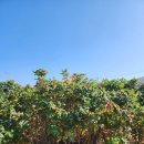 (주)황금농장 이미지