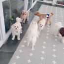 마마독스 애견호텔 이미지