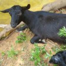 함평흑염소 이미지