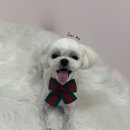 디어펫살롱 이미지