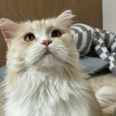 그루밍:담 이미지