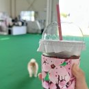 독스타 | 화성 실내/실외 애견카페 독스타