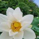 연꽃농원
