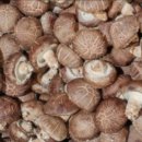 수명농장 이미지