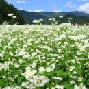 메밀꽃피면 이미지