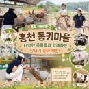새마을농장 | 강원도 홍천 동키마을, 아이가 정말 좋아한 체험 농장