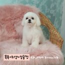 다정한 개아빠 이미지