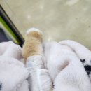 한결동물병원 | 광주 풍암동 한결동물병원 고양이 스케일링 후기