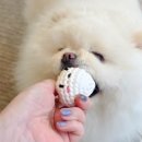 숲속앤독 | [평택 실내 애견카페 숲속앤독] 크리스마스 포토존 맛겨울 힐링 명소🏡🐶
