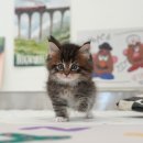 울산 고양이분양 미유펫 이미지