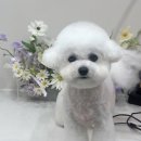 아름답개 이미지