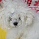 카라말티즈 이미지