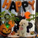 개좋은날 이미지