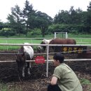 상진 목장 이미지