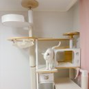 펫코랜드 이미지