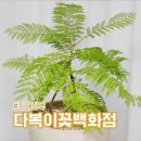 조경농장 | 장유 최대 규모 다복이 꽃 백화점 키움다육농장 방문기 김해 꽃집 후기