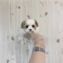 안녕하세요~ 강아지 애견샵 리얼 후기입니다 ㅎㅎ 이미지