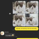 코냥코냥 이미지