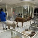 마리앤쥬 | 부산 서면 실내동물원 마리앤쥬 아기랑 가기 좋은 곳 후기