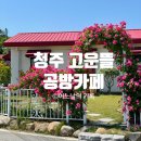 고운채 스테이 | 청주 고운뜰 감성공방카페 장미꽃 맛집