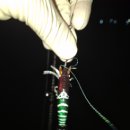 백호좌대 이미지