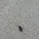 코데인커피로스터스