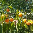 재호농장 이미지