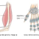 인대와 힘줄 이미지