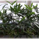 야자수정원 이미지