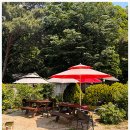 한라산도새기 이미지