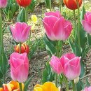 바다와 솔향기 이미지