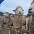 구룡목장 | 🧀 지리산 치즈랜드 방문 후기 🍀 입장료·체험·맛 후기 총정리