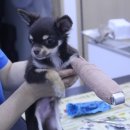 디오 동물병원 이미지