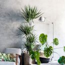 식물 인테리어 이미지