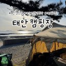 솔숲과 바다 | 태안 캠핑장 추천! 바다뷰 잘 보이는 곰섬킹콩솔숲캠핑장 오로라 오션뷰 명당