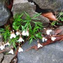 안개4길 이미지