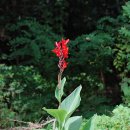 칸나(Canna)