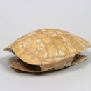 보성오문 삼효각 이미지