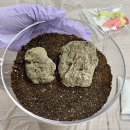 책상 위의 작은 정원, 테라리움 만들기 | 어린이체험 혼자놀기 좋은 테라리움DIY 추천 래빗트리창고 테라리움키트